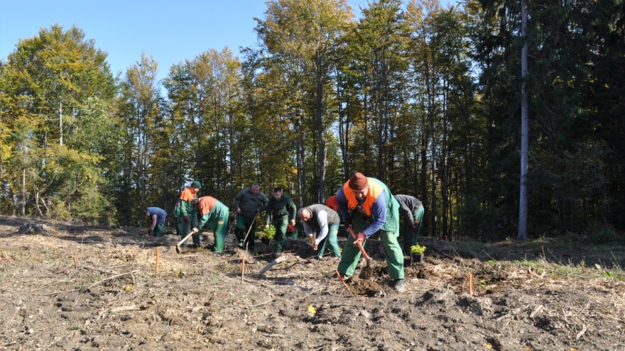 Hrvatske šume nastavljaju akciju "Dani zajedničke sadnje" i ove jeseni