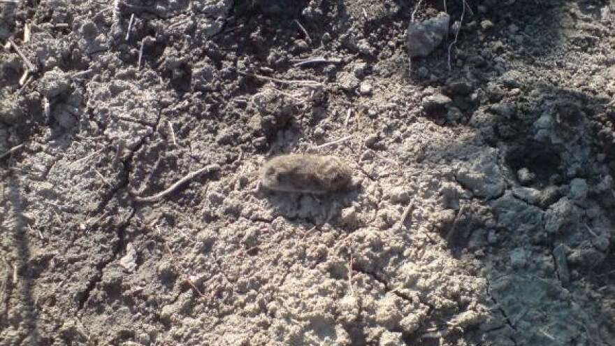 Suzbijanje miševa i voluharica