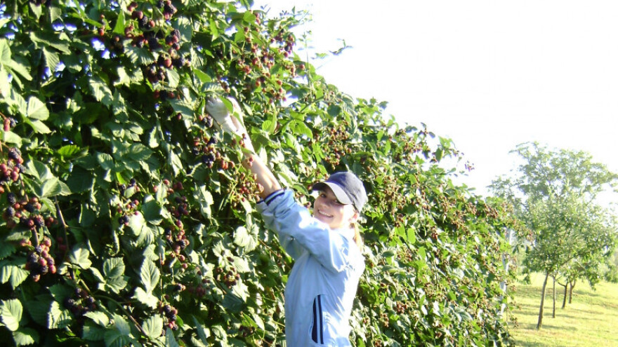 Od 400 eko sadnica kupina do vlastite vinarije