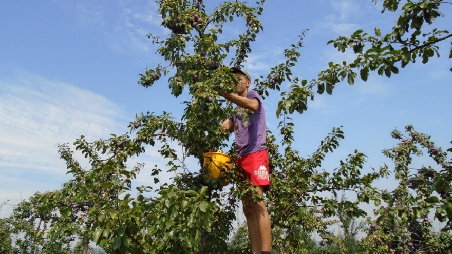 OPZ Tarevci suhu šljivu uspješno izvozi i na zapadno tržište, a planiraju zaposliti 30 ljudi