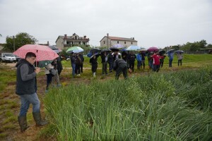 Proizvodnja ozimog luka u Istri: Promjena strukture proizvodnje