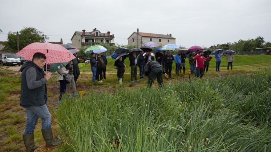 Proizvodnja ozimog luka u Istri: Promjena strukture proizvodnje