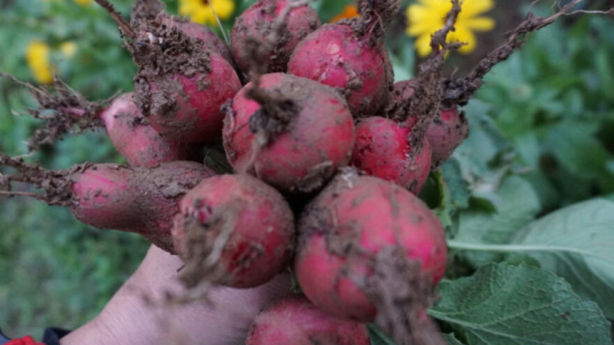 Za dobar rod, rotkvicu sadite sa šargarepom