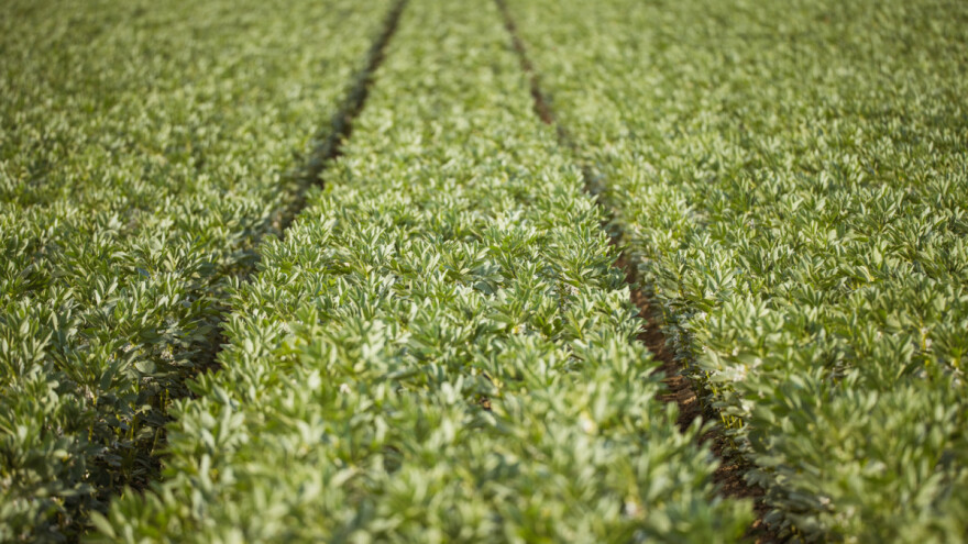 Vrijeme je sjetve jarog boba, traže se kooperanti!