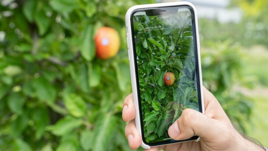"Pixofarm" aplikacija za pametne telefone broji i meri voće na stablu