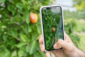 Pixofarm aplikacija za pametne telefone broji i dimenzionira voće na stablu