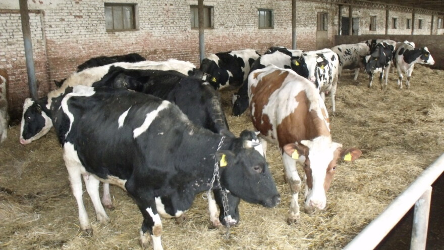 Satnica Milk: Poticajnim sredstvima županije kupili junice za mliječnu farmu