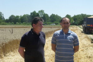 Ratari zadovoljni prinosom, ali i cijenom pšenice