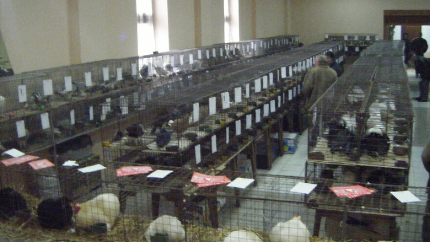 Izložba sitnih životinja održana u Obrovcu
