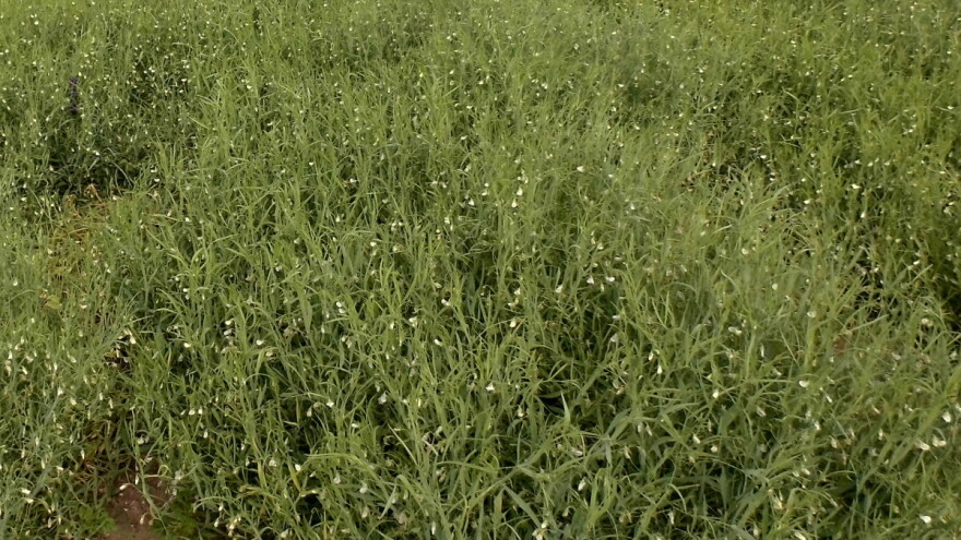 Sastrica - nekada prva biljka, a danas zaboravljena