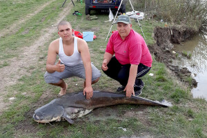 Ulovili soma od 61 kilograma - u želucu mu našli ribe i cijelu patku!