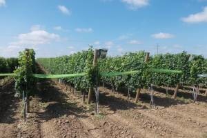 Uspješni golman uložio novce u vinograde