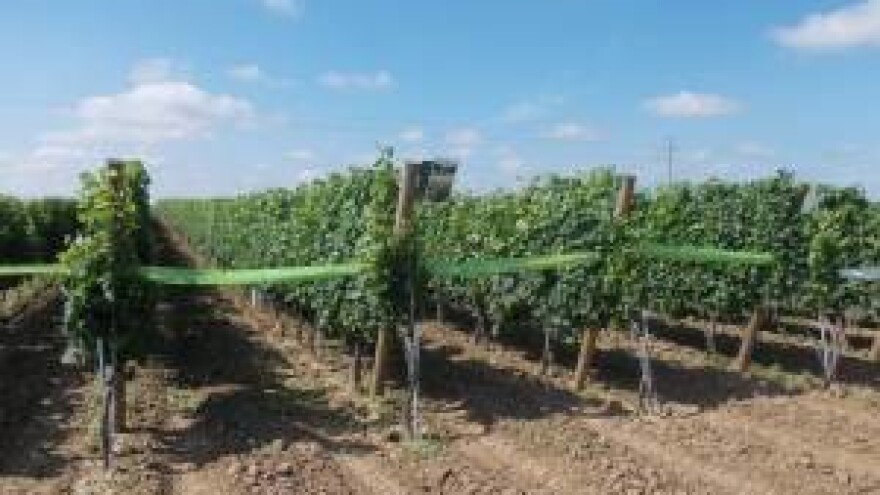 Uspješni golman uložio novce u vinograde