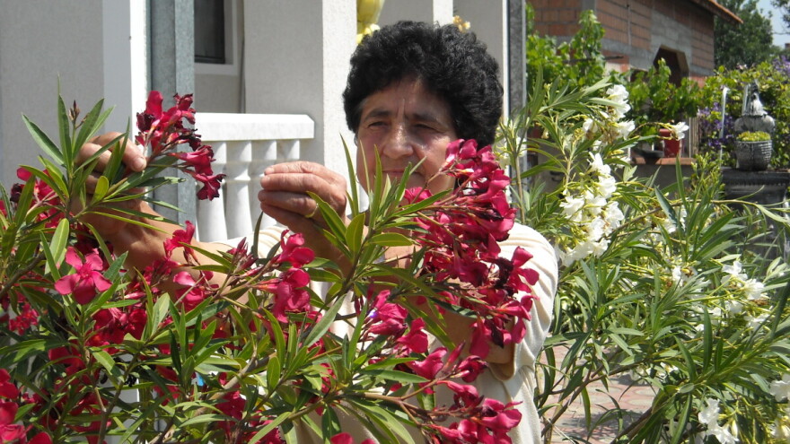 Mirišljavi, ali otrovni oleander - višebojni cvetni grm