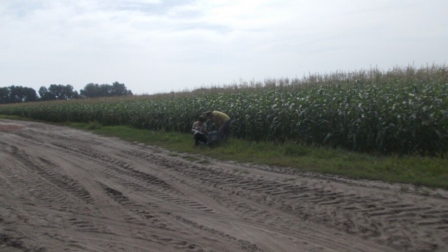 Na pjeskovitom tlu i po dvije žetve
