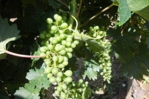 Savjeti za vinovu lozu za tjedan 1.7.-7.7.