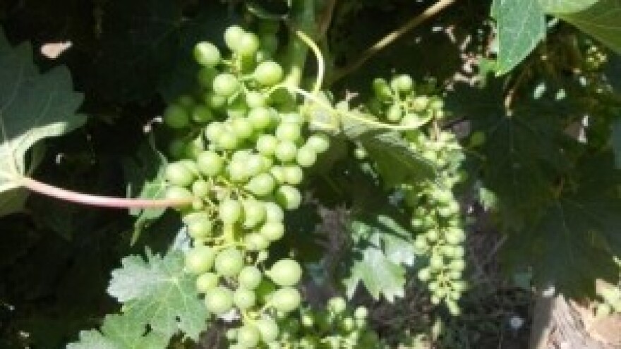 Savjeti za vinovu lozu za tjedan 1.7.-7.7.