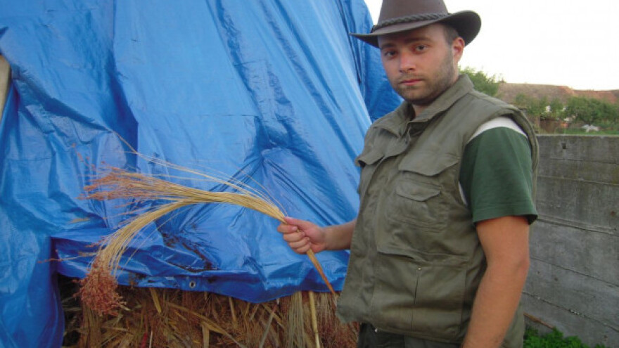 U setvenoj strukturi i sirak metlaš