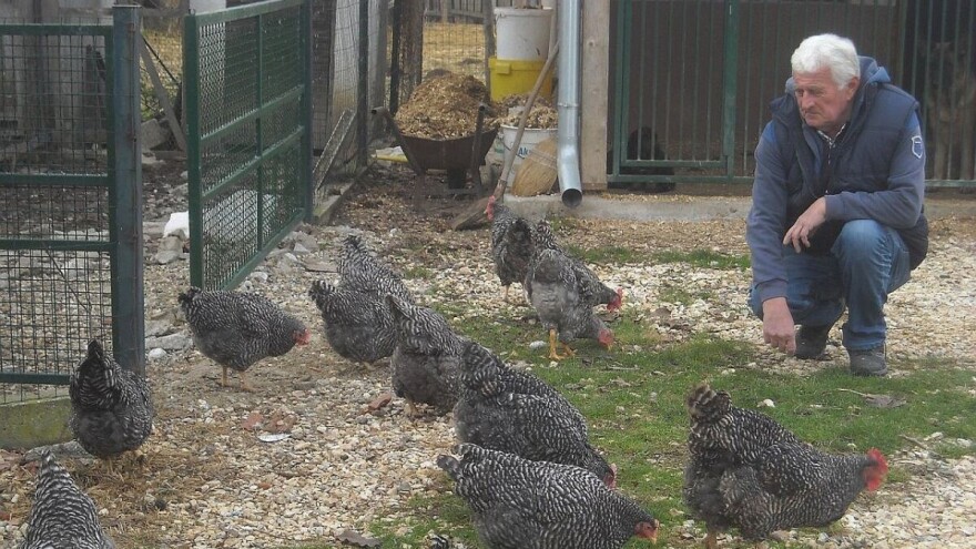 Uzgoj koka čistih rasa u malim dvorišnim jatima