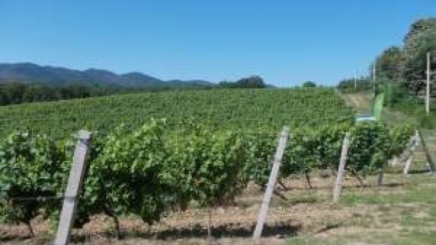 Tu silvanac najbolje rađa