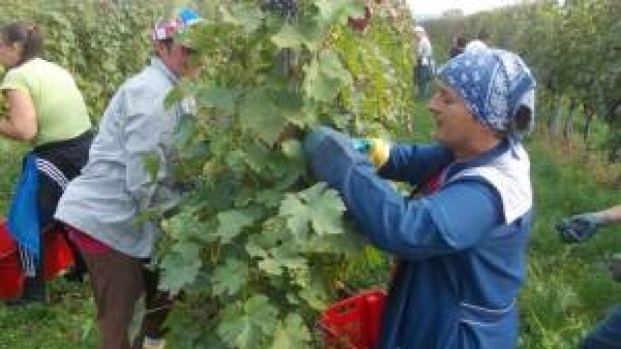 Imat ćemo opet odlična baranjska vina!