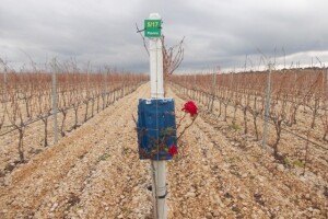 Što ruže rade u vinogradima?