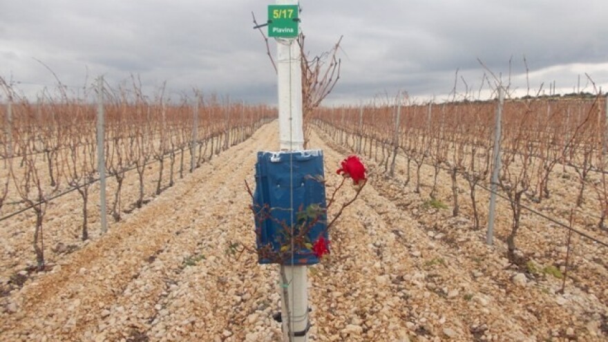 Što ruže rade u vinogradima?