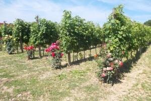 Vinogradi i ruže vrijednih ruku obitelji Markota