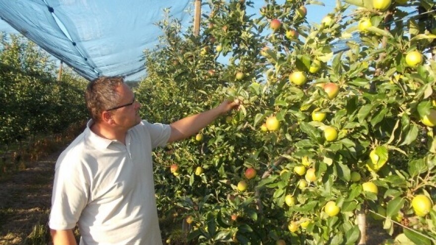 Voloderske jabuke i škrlet