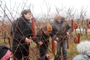 Vinceška u beljskim vinogradima!
