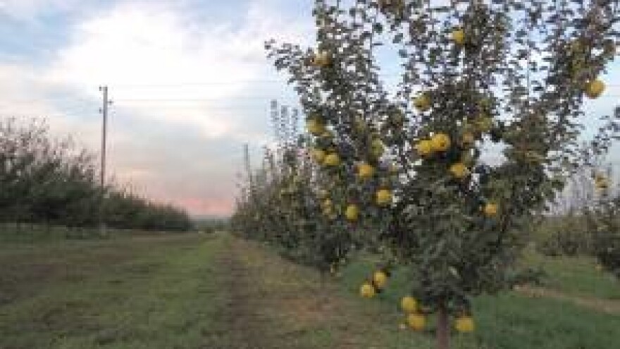 Dunja zaboravljena voćna vrsta