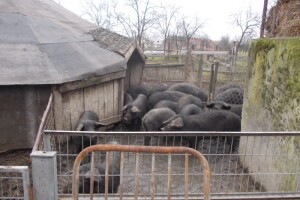 Meso koje ima vrijednost veću od tradicije