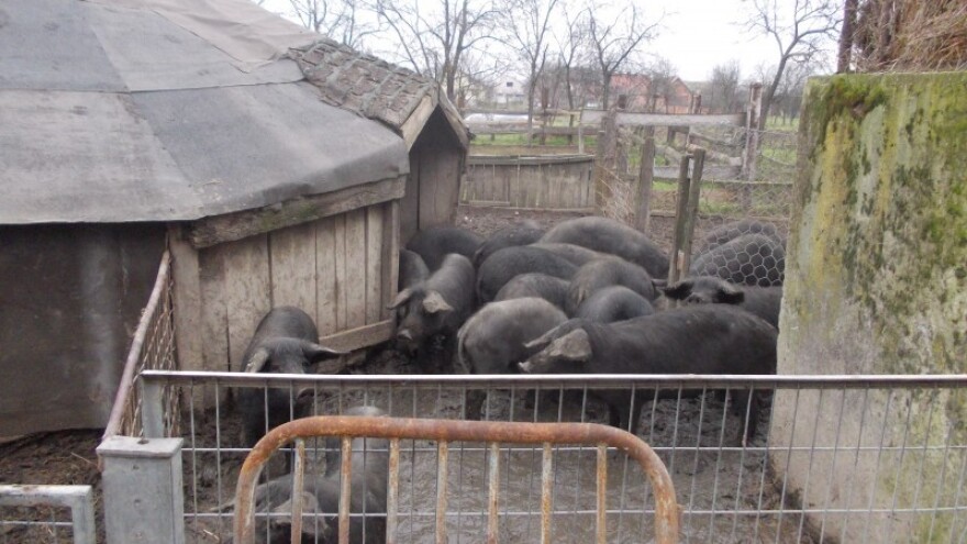 Meso koje ima vrijednost veću od tradicije