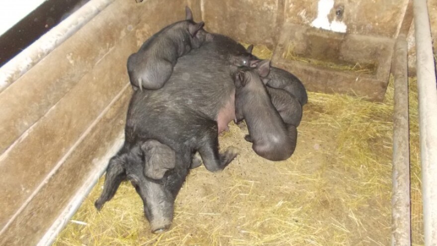 Turisti mogu pojesti sve hrvatske svinje