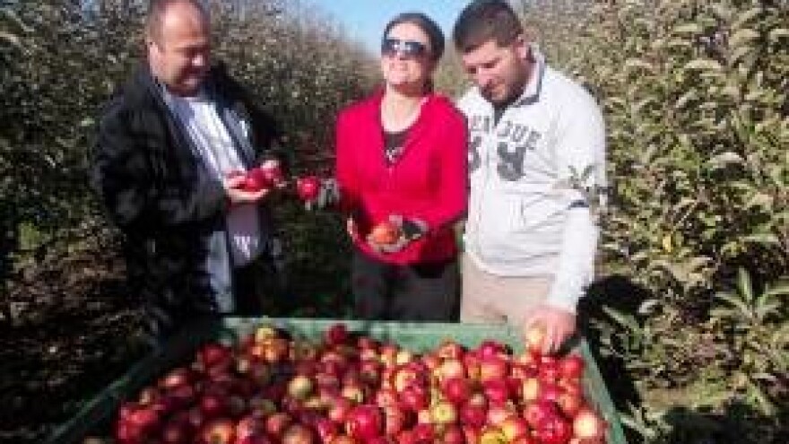 Suša i mraz razbili slavonske jabuke, ali ne i volju Maroševićevih