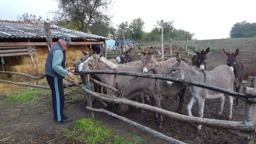 Magareće mleko - kako se konzumira i koja je prava cena?