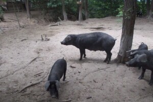 Mislili da su divlje: lovci vlasniku ubili crne slavonske svinje!