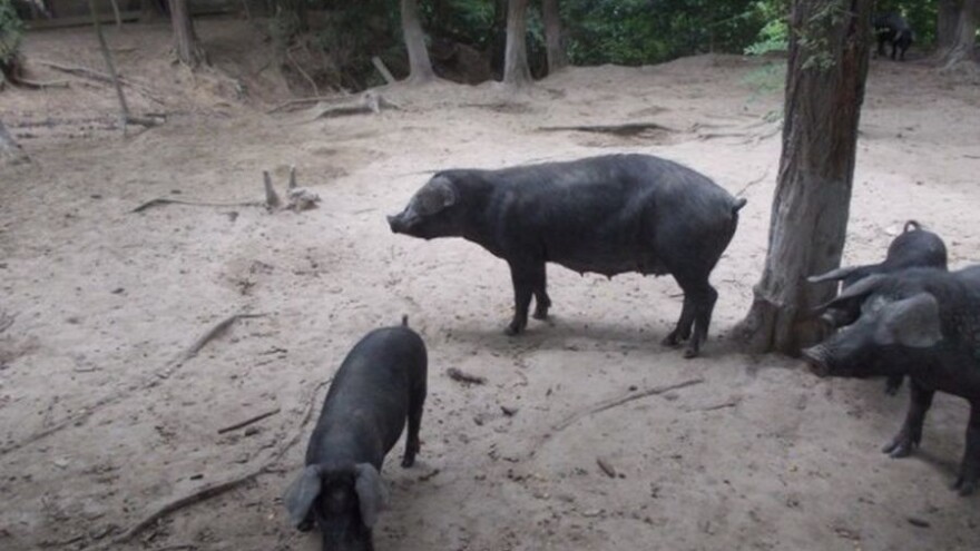 Mislili da su divlje: lovci vlasniku ubili crne slavonske svinje!