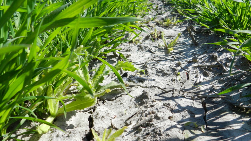 Štete od korova u strnim žitaricama mogu biti velike, vrijeme je za zaštitu