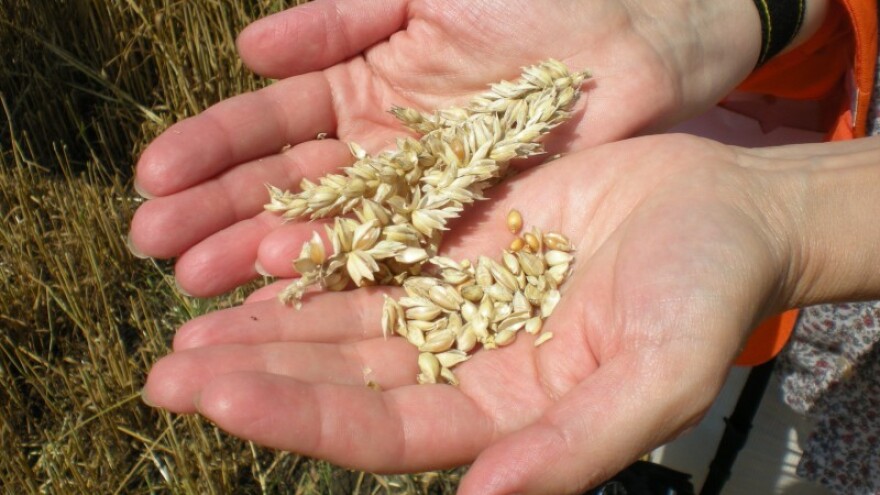 Žetva pšenice je završena, sumiraju se rezultati