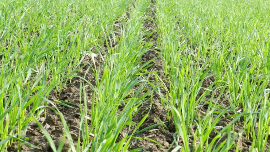 Suzbijte korove u ozimim žitaricama već u njihovom ranom poniku