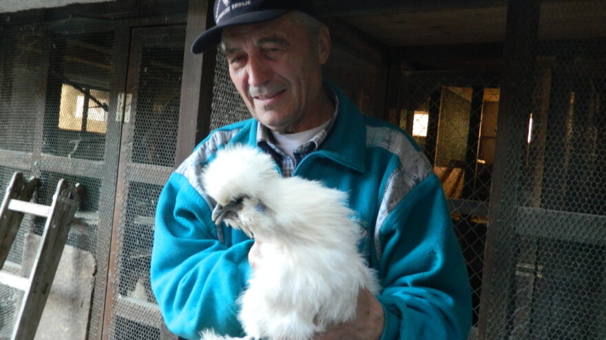 Ukrasna živina, fazani i golubovi kao omiljeni ljubimci