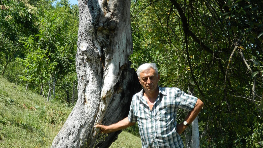 Jabuka stara 139 godina rađa u voćnjaku Nebojše Antića