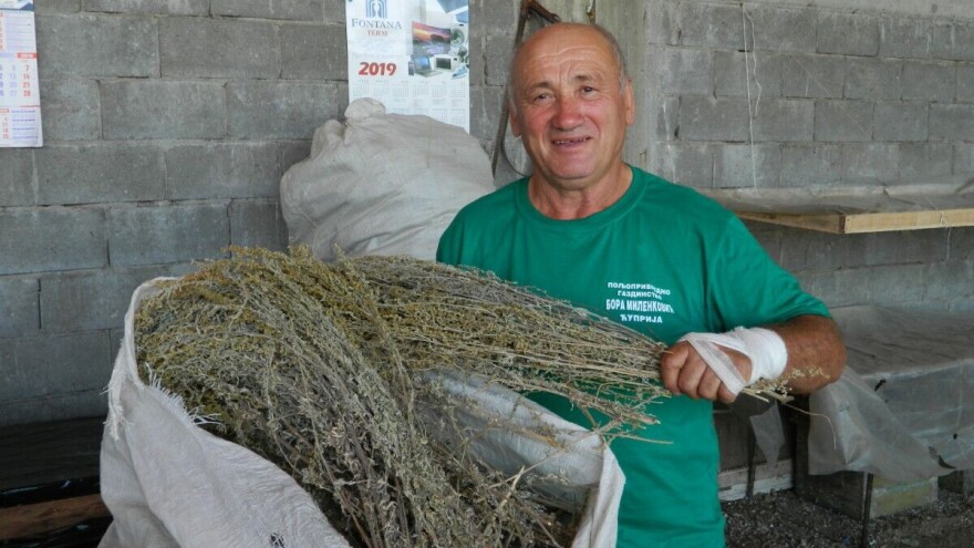 Borivoje Milenković: Berba sremuša i lekovitog bilja donosi zaradu