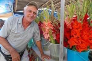 Uzgoj gladiola - svetlije ili tamnije, koje su manje zahtevne?
