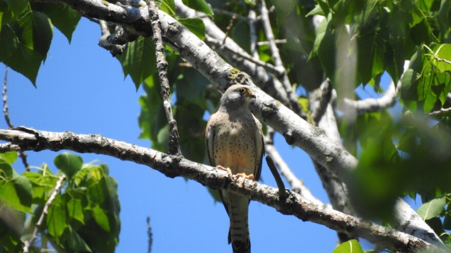 Belonokta vetruška - retka i ugrožena ptica uočena kod Novog Bečeja
