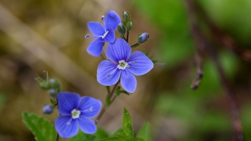 Trava iva pomaže oporavak tijela i duha