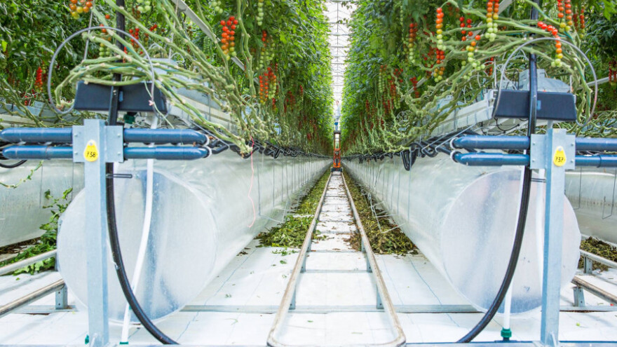 Dubai postaje središte stakleničke proizvodnje