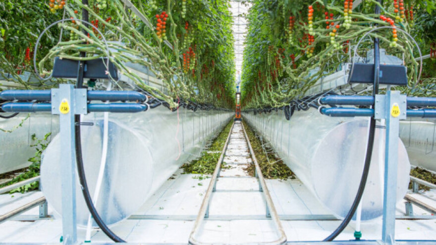 Dubai postaje središte stakleničke proizvodnje