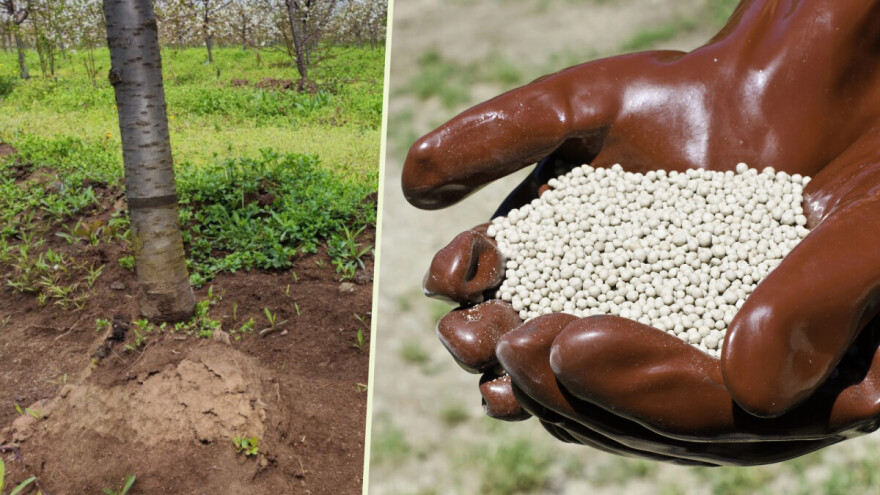 Kako đubriti voćke tokom proleća?